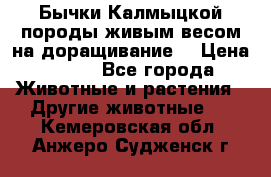 Бычки Калмыцкой породы живым весом на доращивание. › Цена ­ 135 - Все города Животные и растения » Другие животные   . Кемеровская обл.,Анжеро-Судженск г.